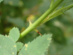 Rosa nutkana