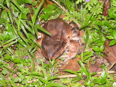 Leptodactylus savagei