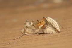 Autographa metallica