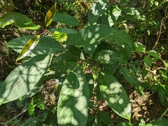 Turpinia formosana