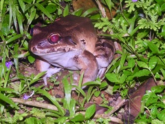Leptodactylus savagei