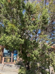 Juniperus monosperma