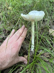 Phalloideae