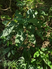 Turpinia formosana