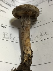 Lactarius scrobiculatus canadensis