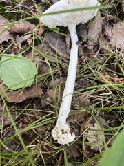Phalloideae