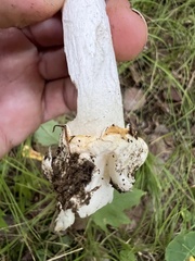 Phalloideae