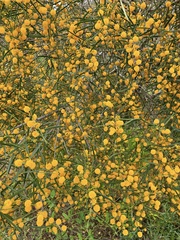 Acacia ligulata