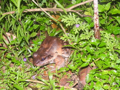 Leptodactylus savagei