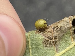 Caryomyia tuberculata