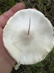 Phalloideae