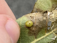 Caryomyia tuberculata