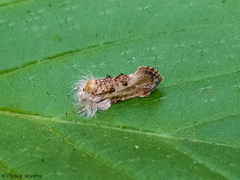 Acrolophinae
