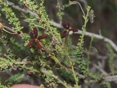 Jamesbrittenia atropurpurea