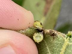 Caryomyia tuberculata