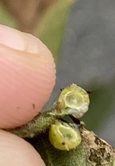 Caryomyia tuberculata