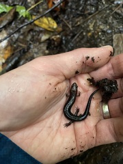 Desmognathus orestes