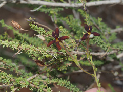 Jamesbrittenia atropurpurea