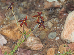 Jamesbrittenia atropurpurea