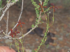 Jamesbrittenia atropurpurea