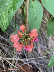 Kennedia coccinea