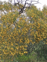 Acacia ligulata