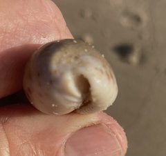 Naria erosa