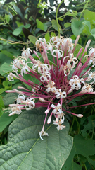 Clerodendrum quadriloculare