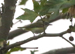 Vireo flavoviridis