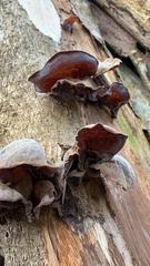 Auricularia auricula-judae