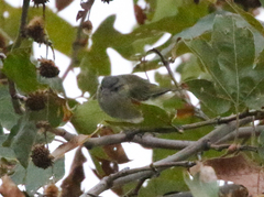 Vireo flavoviridis
