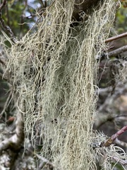 Usnea dasopoga
