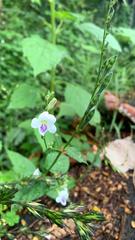 Asystasia intrusa