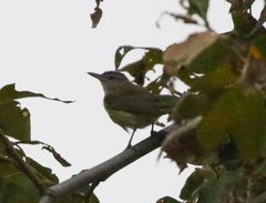 Vireo flavoviridis