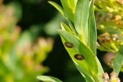 Asteromyia carbonifera
