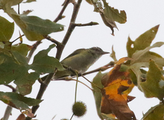 Vireo flavoviridis