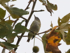 Vireo flavoviridis