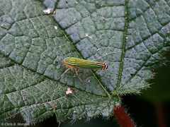 Sibovia
