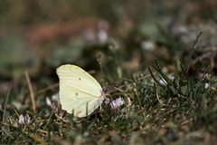 Gonepteryx nepalensis