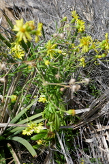 Senecio pinnatifolius