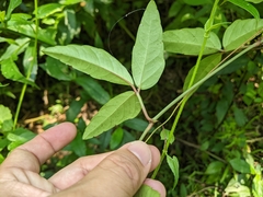 Tetrastigma formosanum