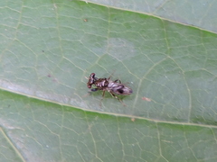 Sphyracephala brevicornis