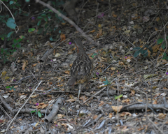 Bambusicola thoracicus