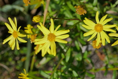 Senecio pinnatifolius