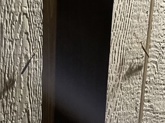 Stagmomantis