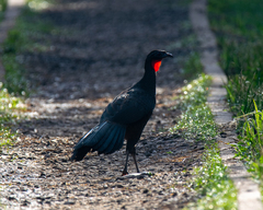 Penelope superciliaris
