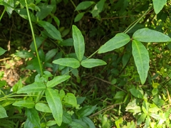 Tetrastigma formosanum