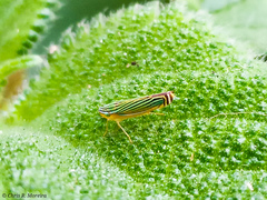 Sibovia