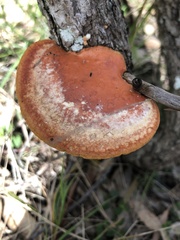 Trametes coccinea