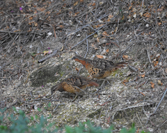 Bambusicola thoracicus